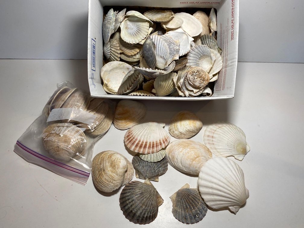 Mixed Lot of Various Sea Shells 