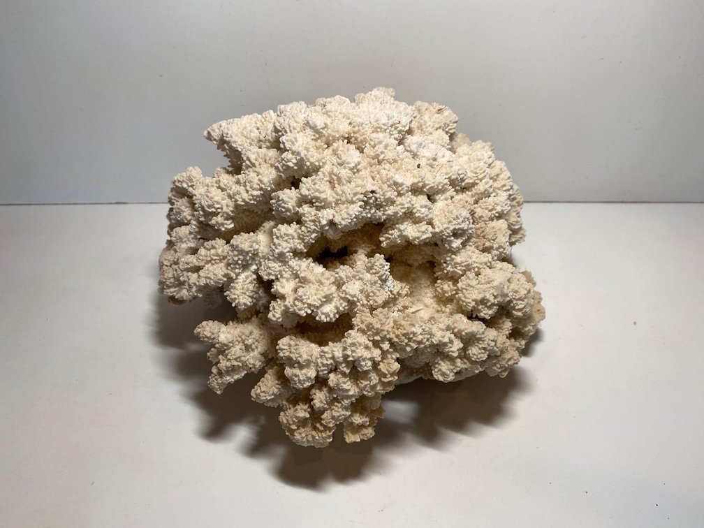 8" Coral Piece 