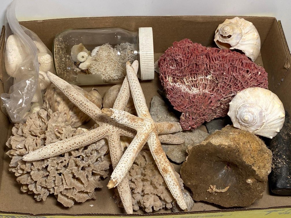 Mixed Lot Shells, Starfish, Coral and More 