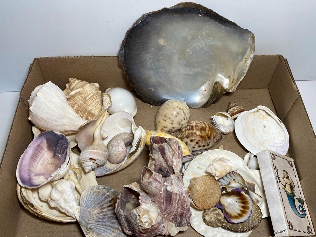 Mixed Lot of Sea Shells 