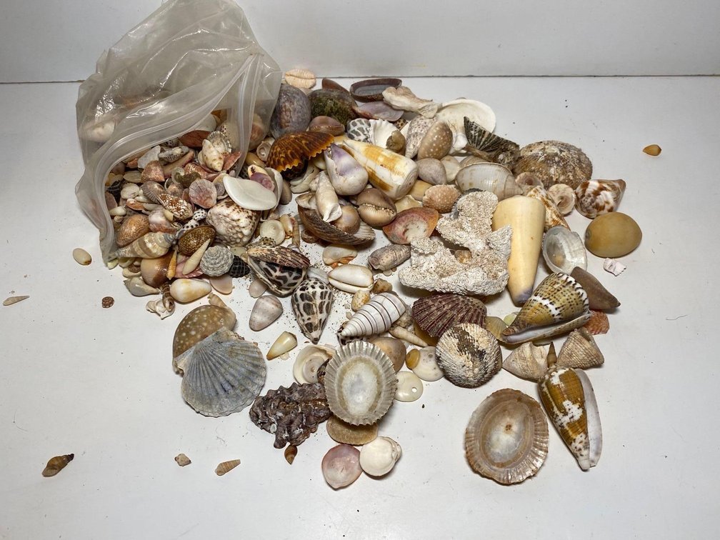 Mixed Lot of Mixed Size Sea Shells 