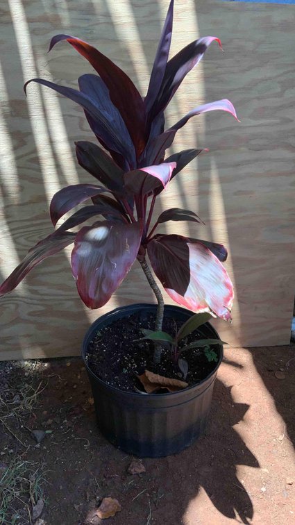 Red TI Plant in 4 gallon pot 