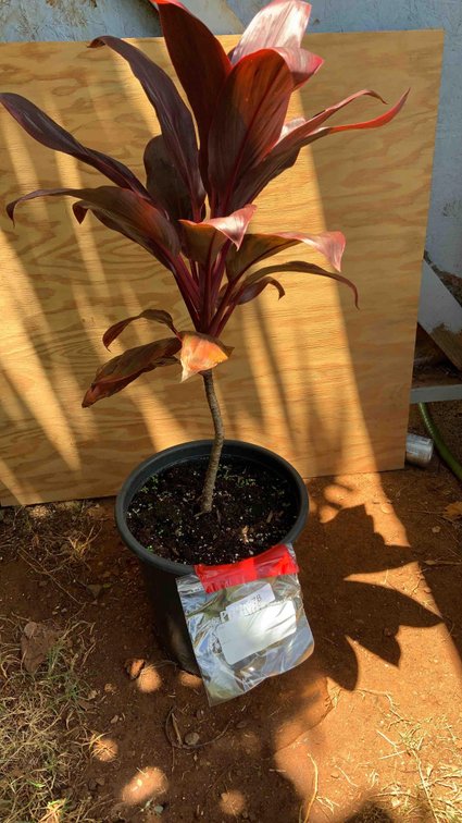 30 inches high Red TI Plant in a 4 gallon pot 