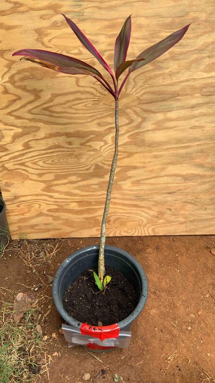 Tall Red TI Plant in 3 gallon pot 