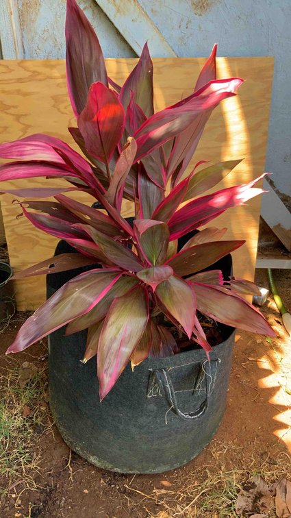 Large 20 gallon cloth pot with 4 Red TI Plants 