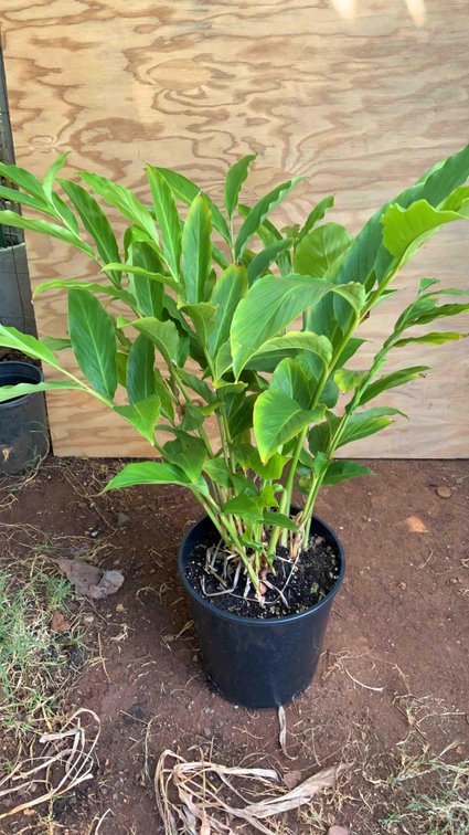 Red Torch Ginger in a 3 Gallon Pot 