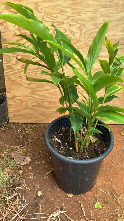 Red Torch Ginger in a 4 Gallon Pot 