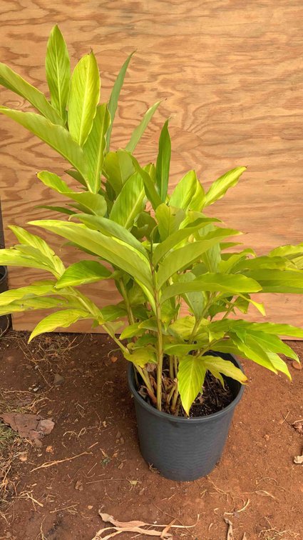 Red Torch Ginger in a 3 Gallon Pot 