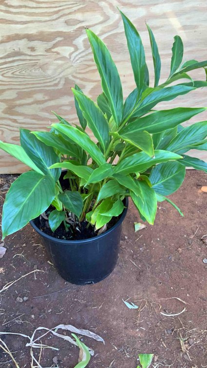 Red Torch Ginger in a 3 Gallon Pot 