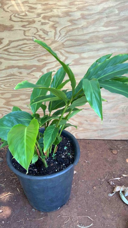 Red Torch Ginger in a 4 Gallon Pot 