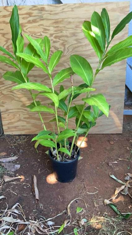 Red Torch Ginger in a 1 Gallon Pot 