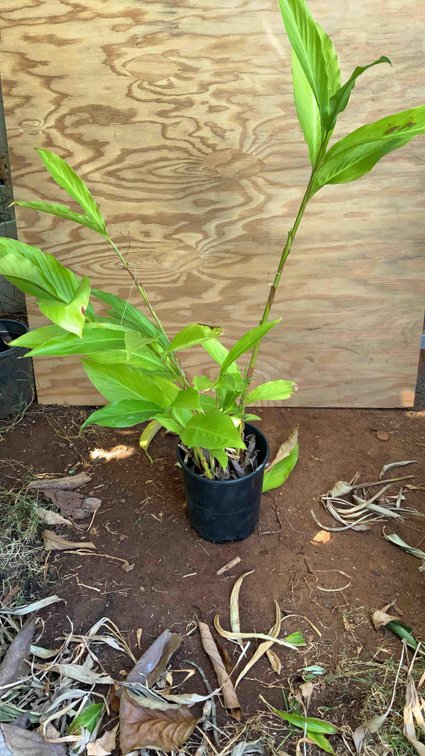Red Torch Ginger in a 1 Gallon Pot 