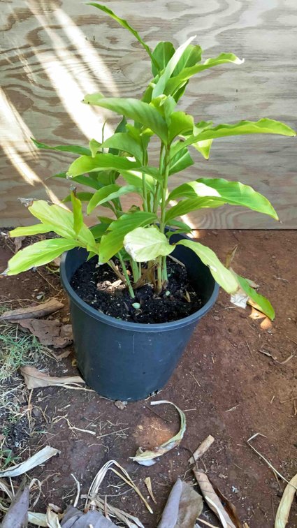 Red Torch Ginger in a 3 Gallon Pot 