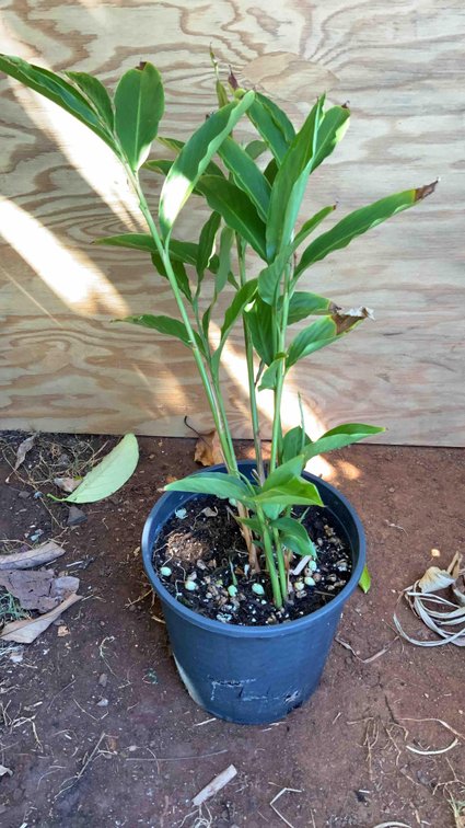 Red Torch Ginger in a 3 Gallon Pot 