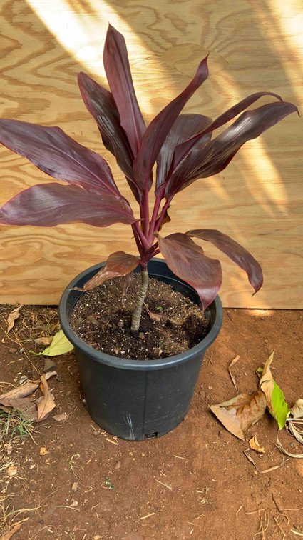 Dark Red TI Plant 