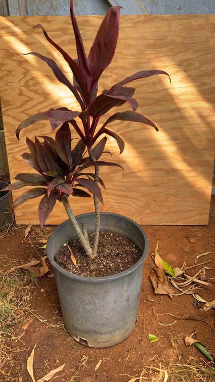 Dark Red TI Plant in a 5 Gallon Pot 