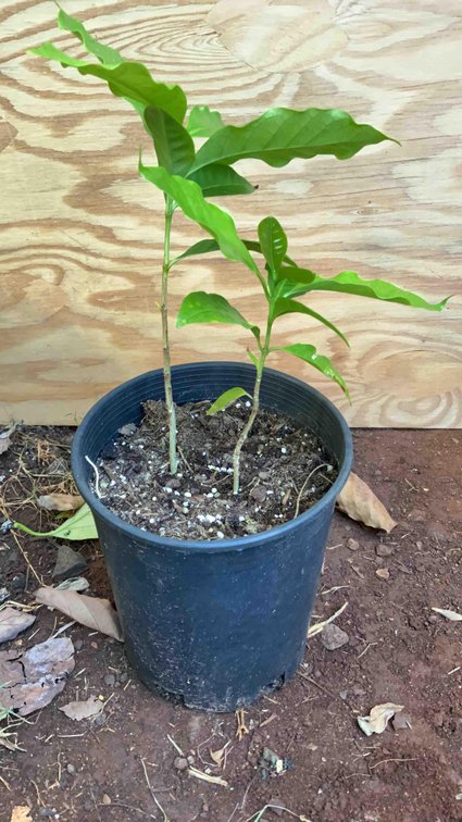 2 Coffee Trees in a 1 Gallon Pot 