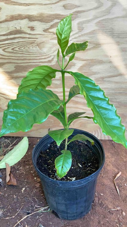 Coffee Tree in a 1 Gallon Pot 