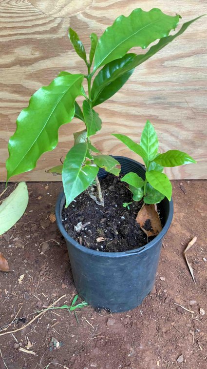 2 Coffee Trees in a 1 Gallon Pot 