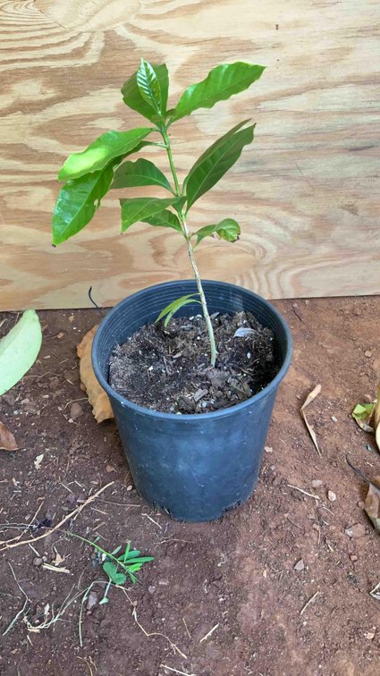 Coffee Tree in a 1 Gallon Pot 