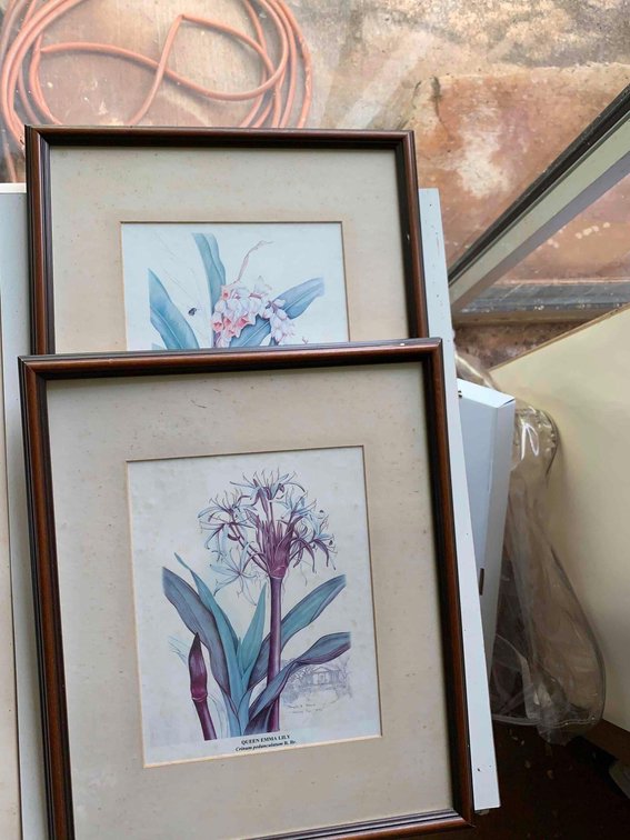 Two botanical drawings