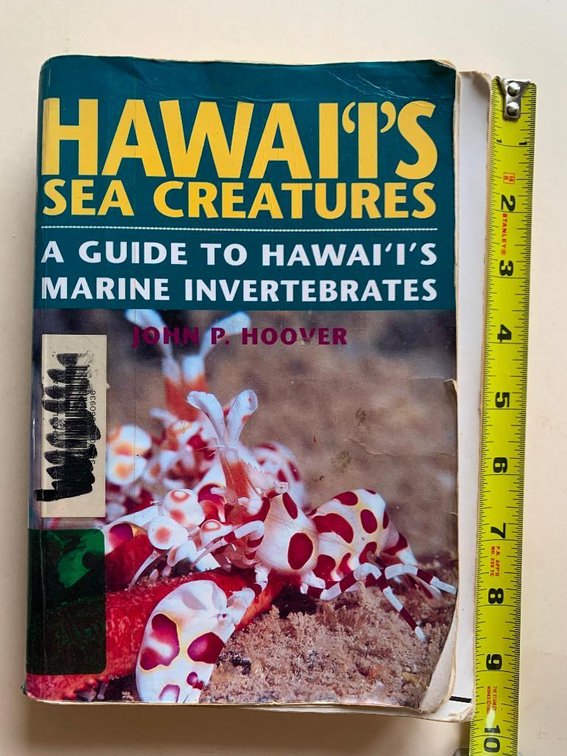 Hawaii's Sea Creatures