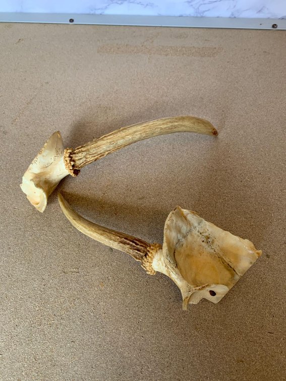 Deer Antlers