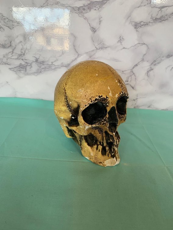 Plaster Skull Head
