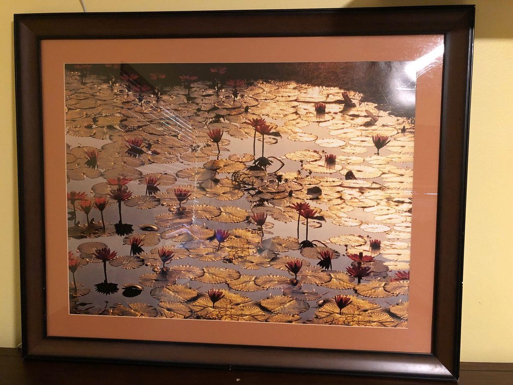 Large Wooden Framed Lilly Pad Photo