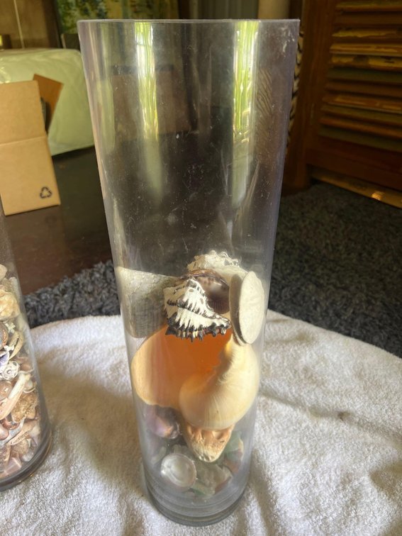 Beautiful tall Glass Vase with amazing shells from all over the world!