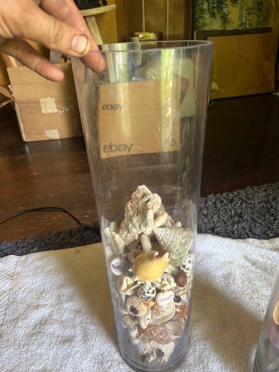 Beautiful tall Glass Vase with amazing shells from all over the world!