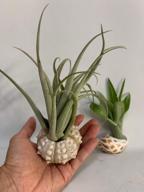 Urchin + Shell with live airplant
