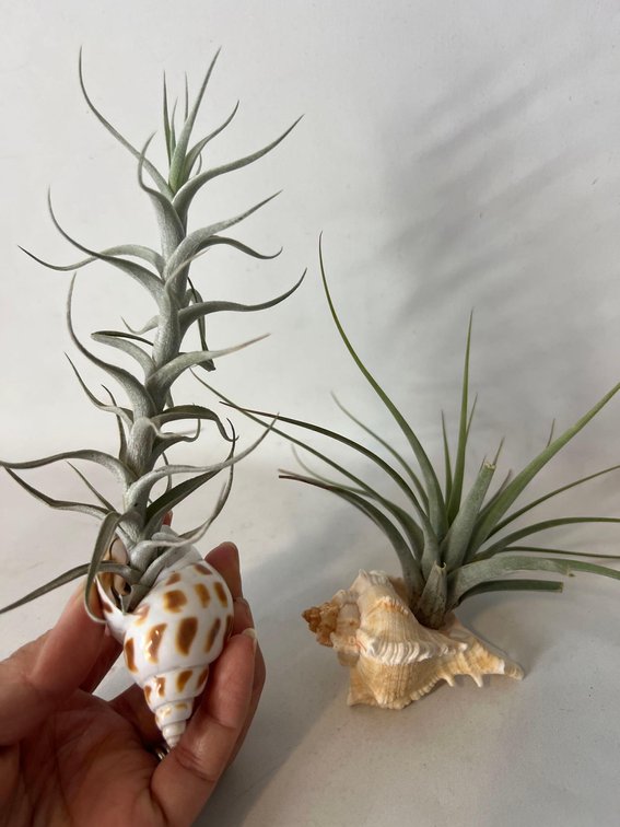 Shell with live airplant