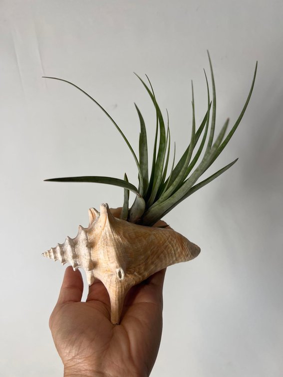 Large shell with live airplant