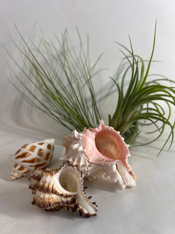 Shells with live airplants
