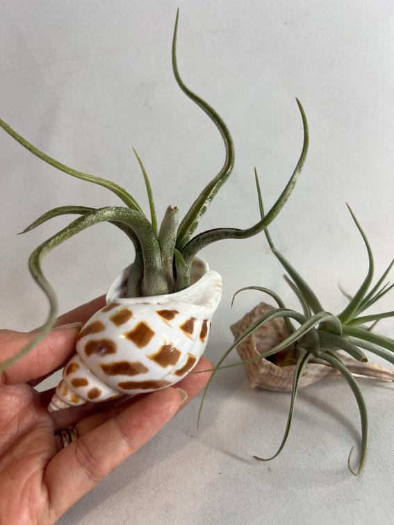 Shells with live airplants