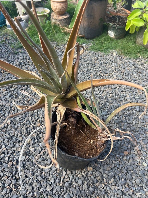 aloe plant