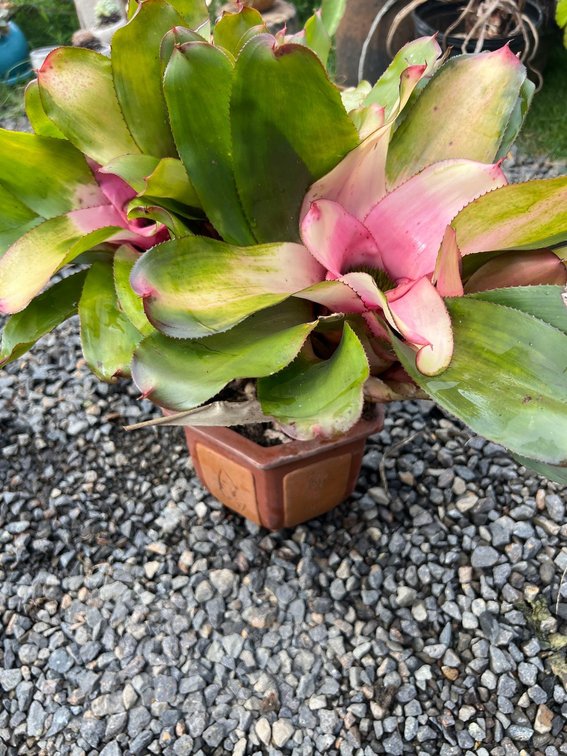 bromiliad in Japanese pot