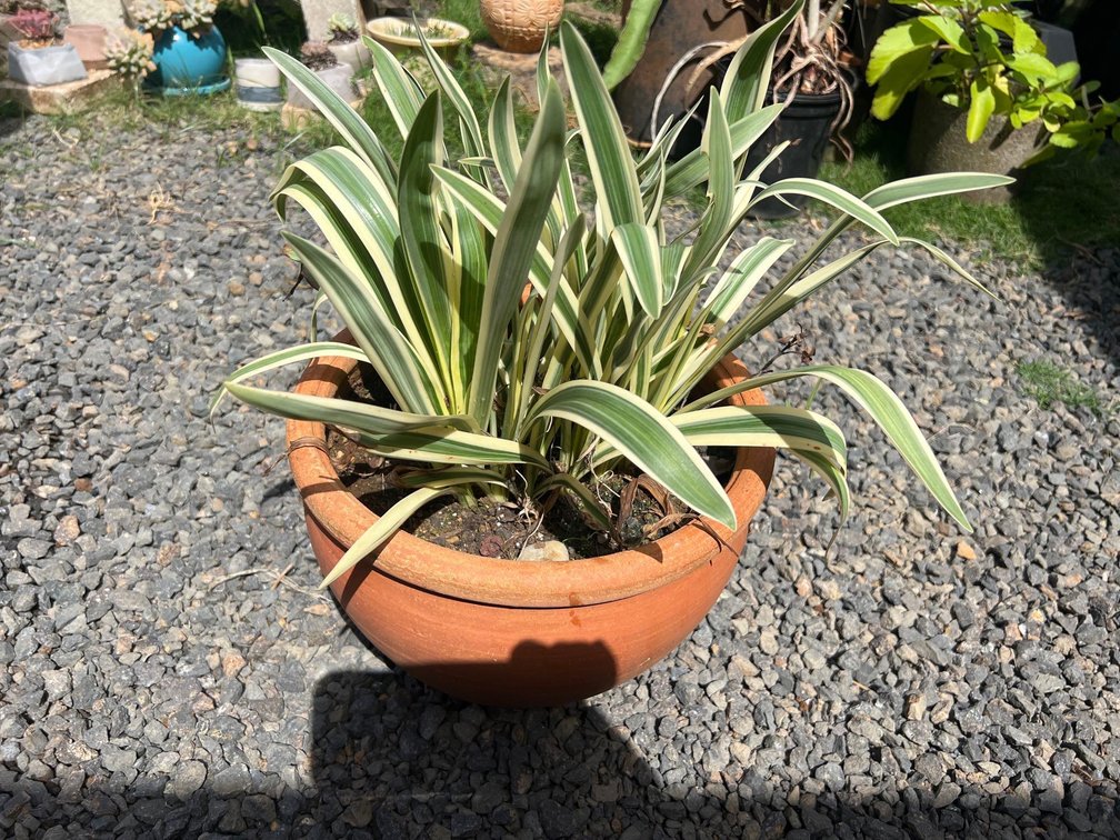 striped potted plant 