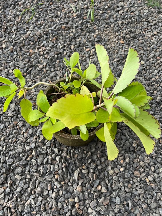 concrete pot and succulent 