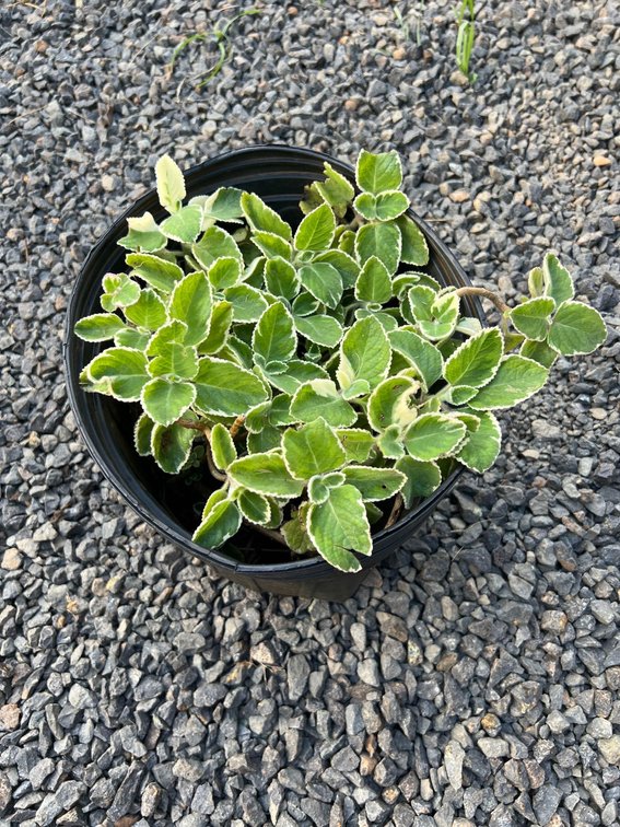oregano 