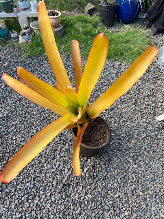 bromeliad 