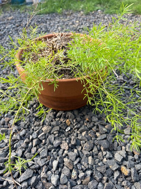 terracotta potted plant 