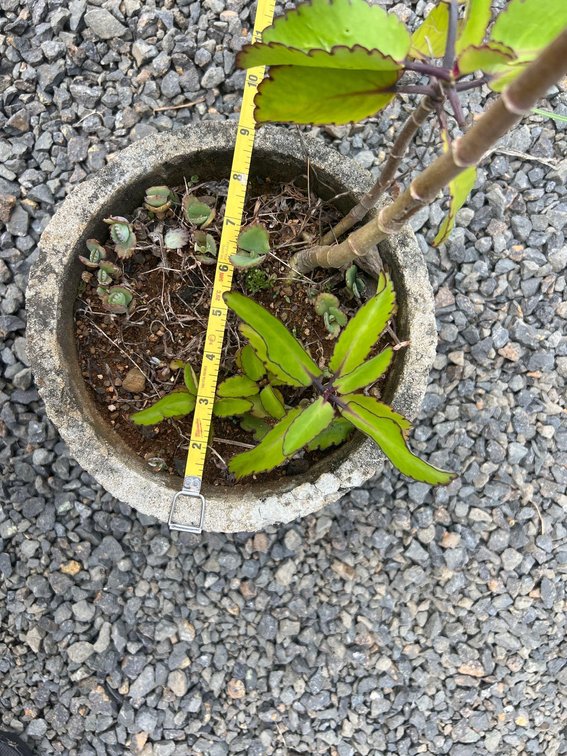 succulent in concert pot 