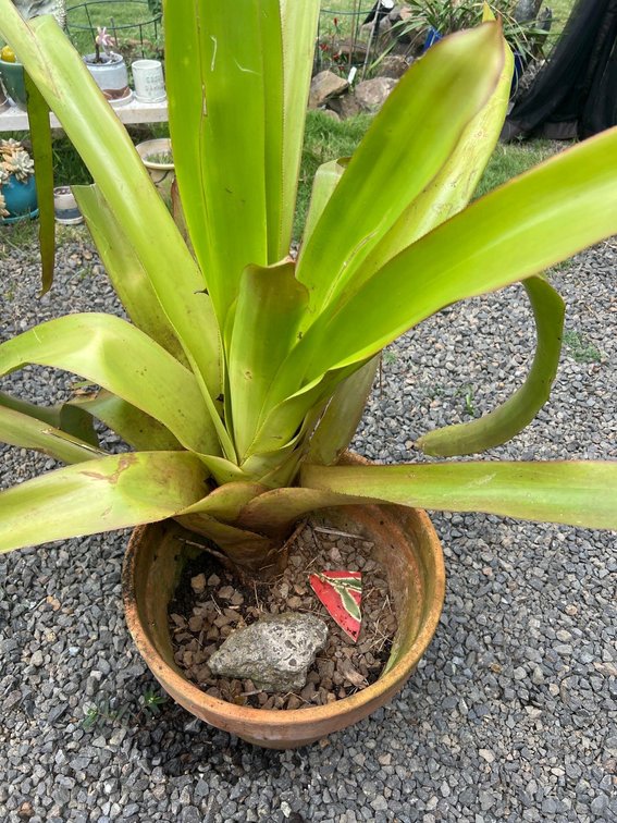Xtra Large terracotta pot with large Bromiliad