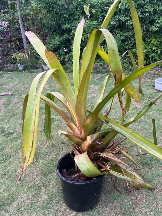 Huge Bromiliad 