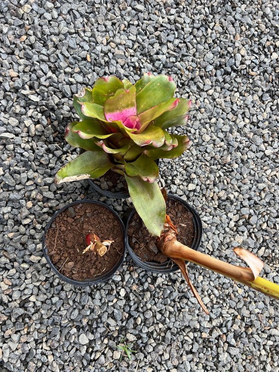 2 yellow ginger a 1 Bromiliad 