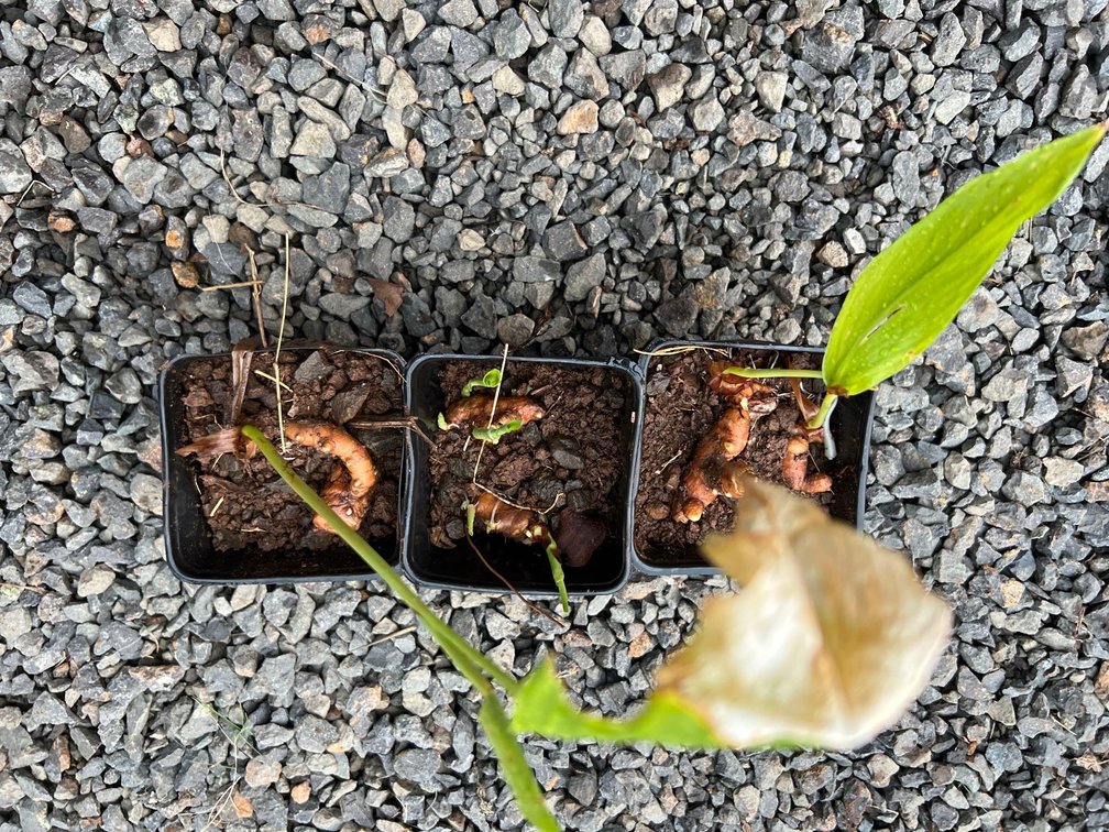 3 turmeric starters 