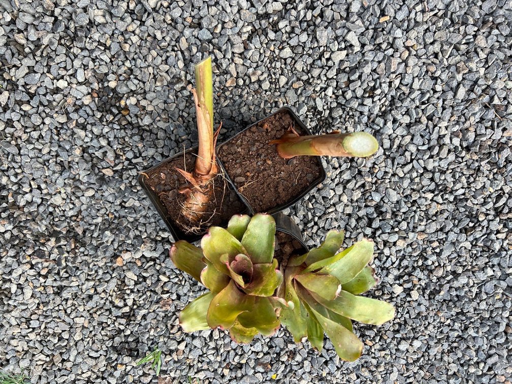 2 yellow ginger a 1 Bromiliad 