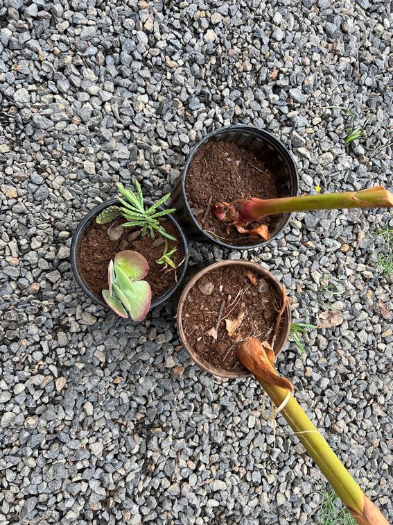 2 yellow ginger and trio of succulents